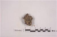 藏品(麩石蕊)的圖片